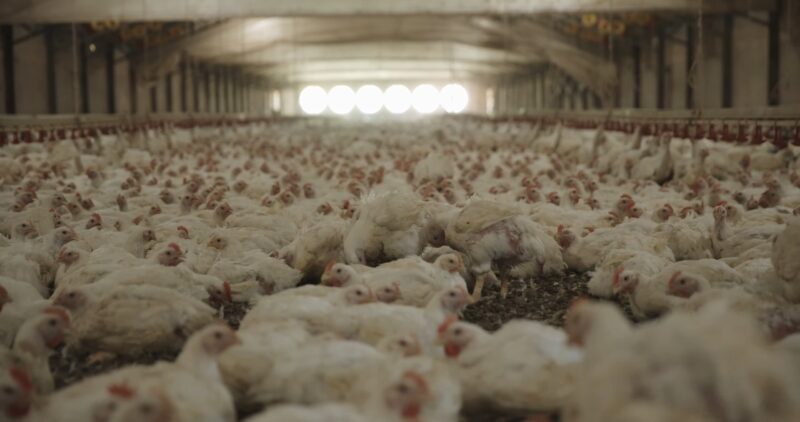 Chickens Farm Ethics